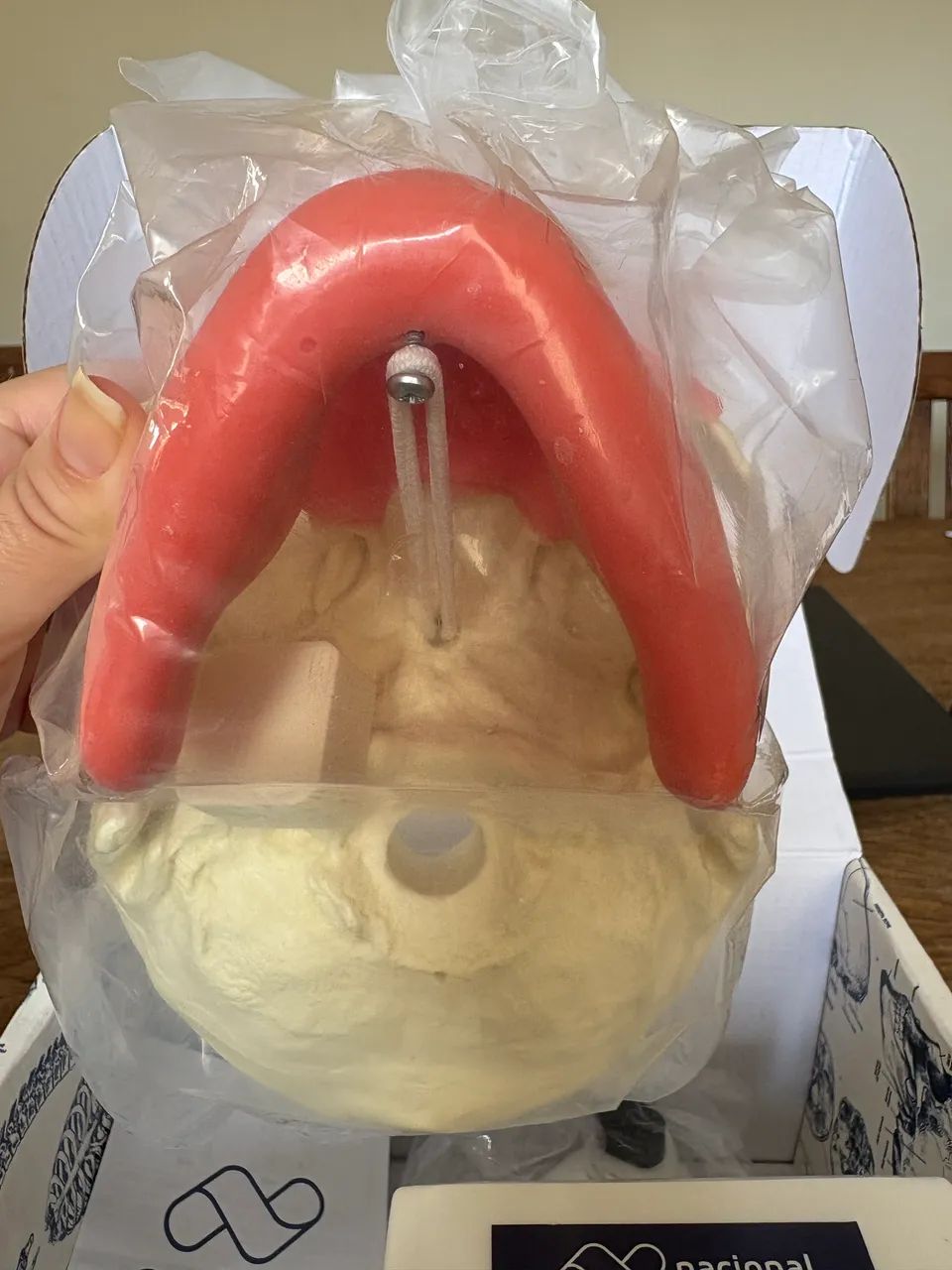 modelo anatômico odontológico da Nacional Ossos - Foto 4