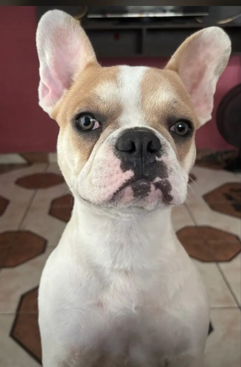Bulldogue  - Foto 4