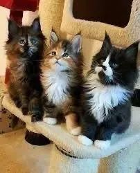 Maine Coon 