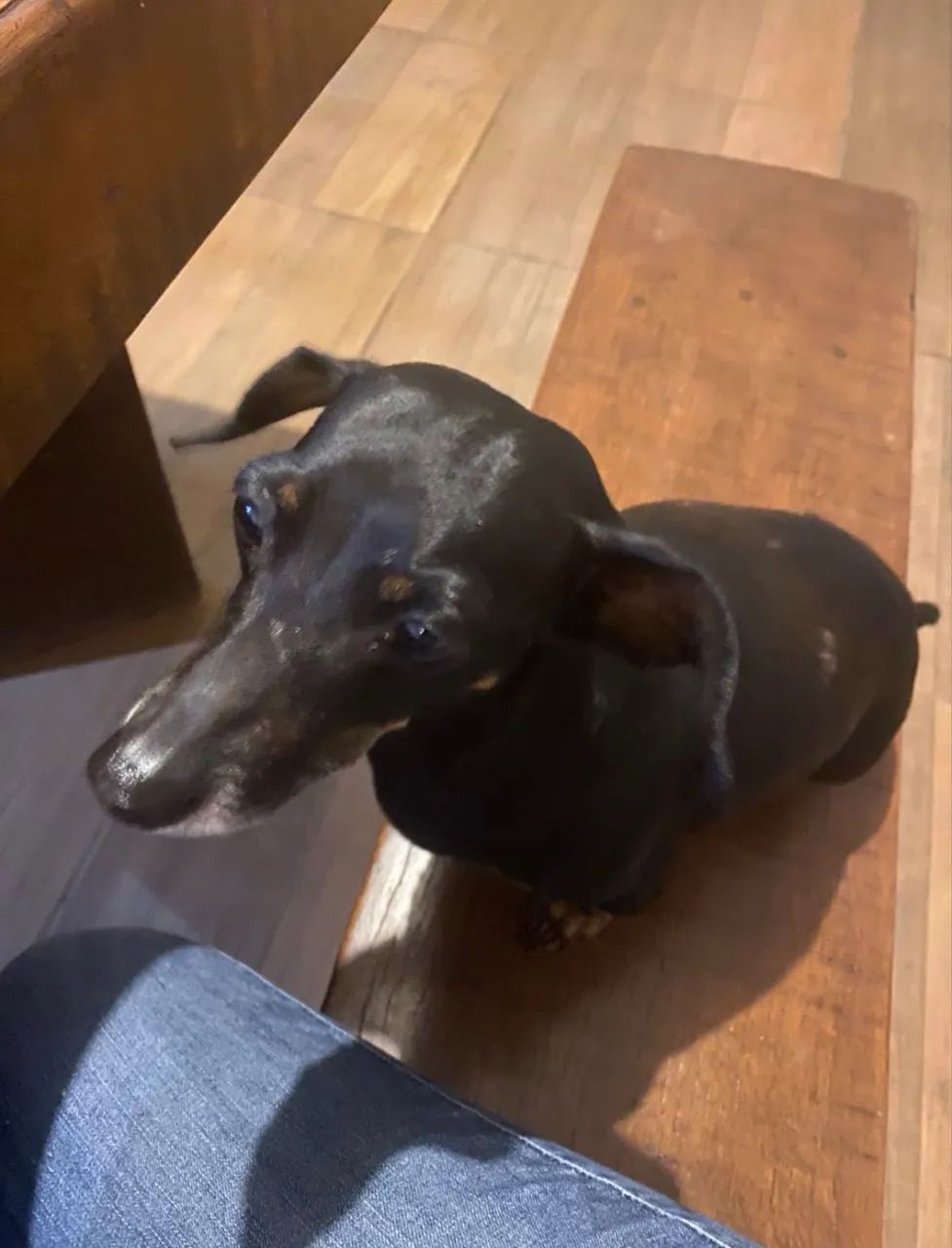 Cachorrinha - Foto 2