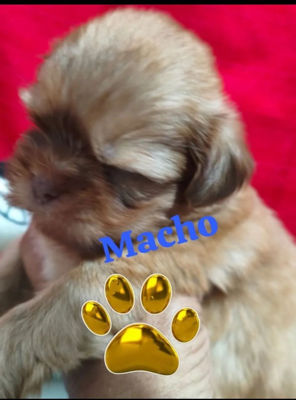 Filhotes shihtzu - Foto 4