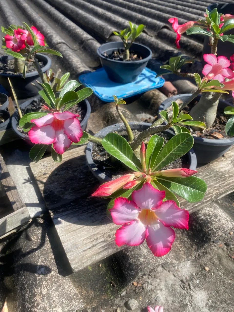 Rosas do Deserto 