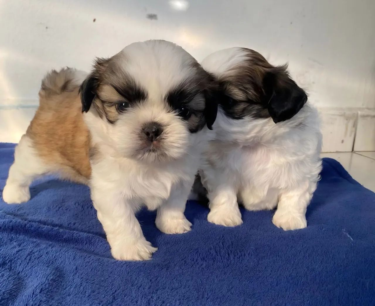 Shitzu Mini Puro - Foto 4