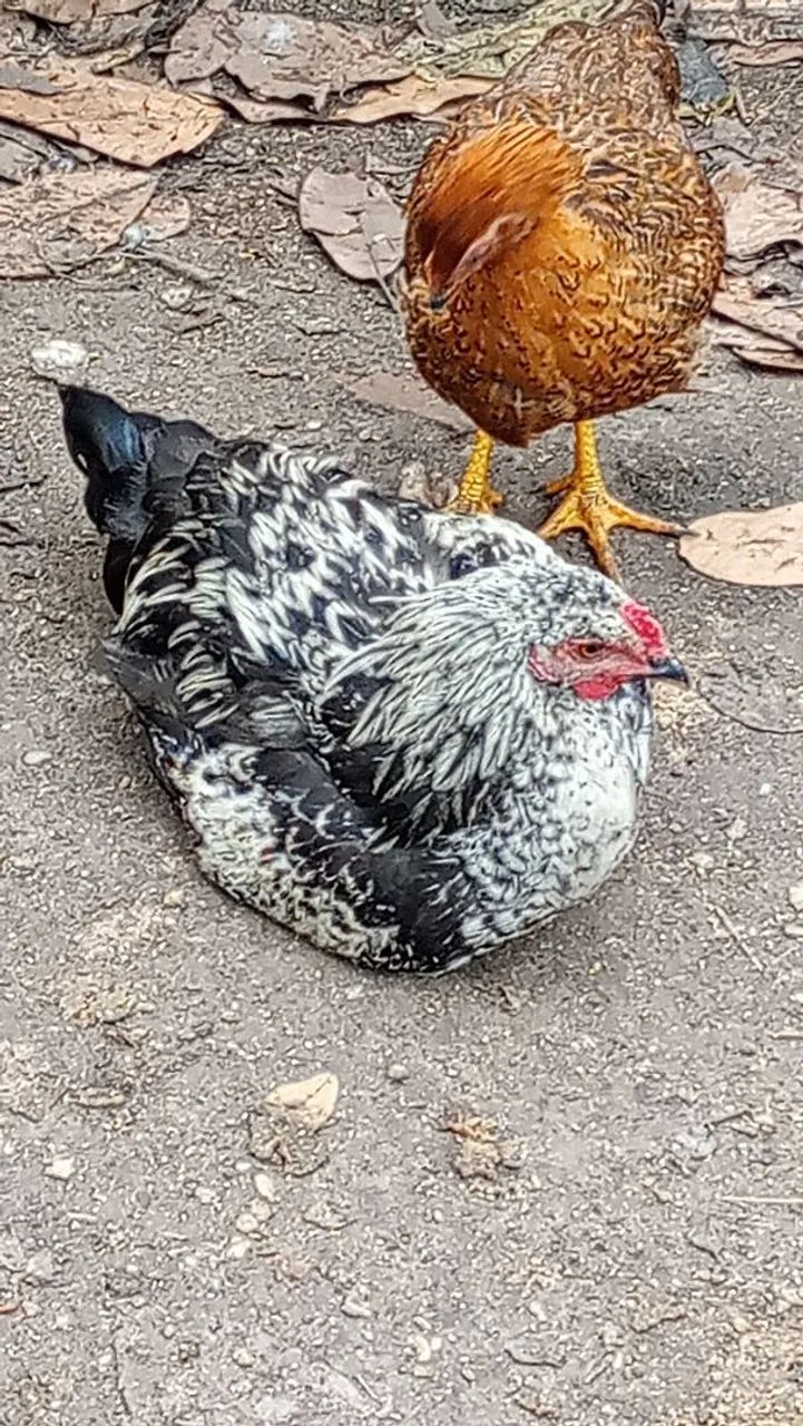 Galos etc 