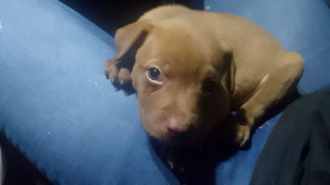 American Bully macho - Foto 3