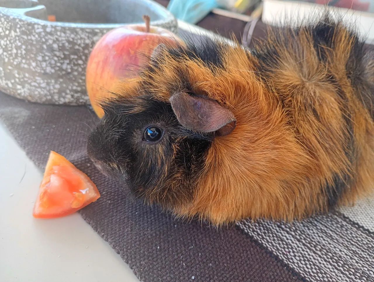 Vendo porquinho da índia  - Foto 6