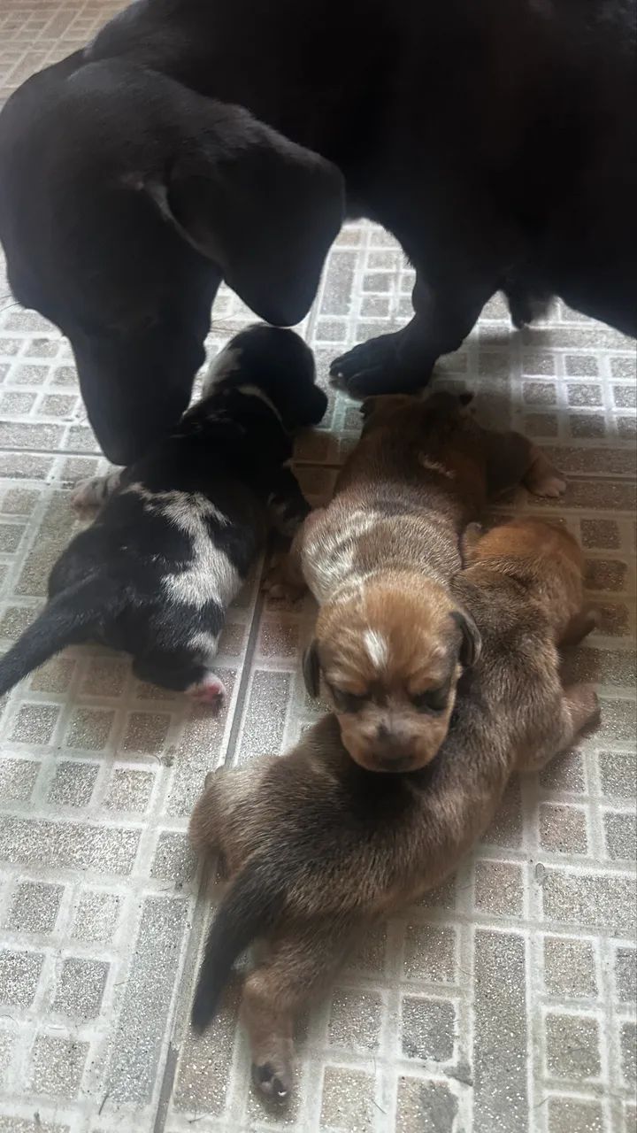 Basset Dachshund Miniatura/Anão - Filhotes salsicha  - Foto 3