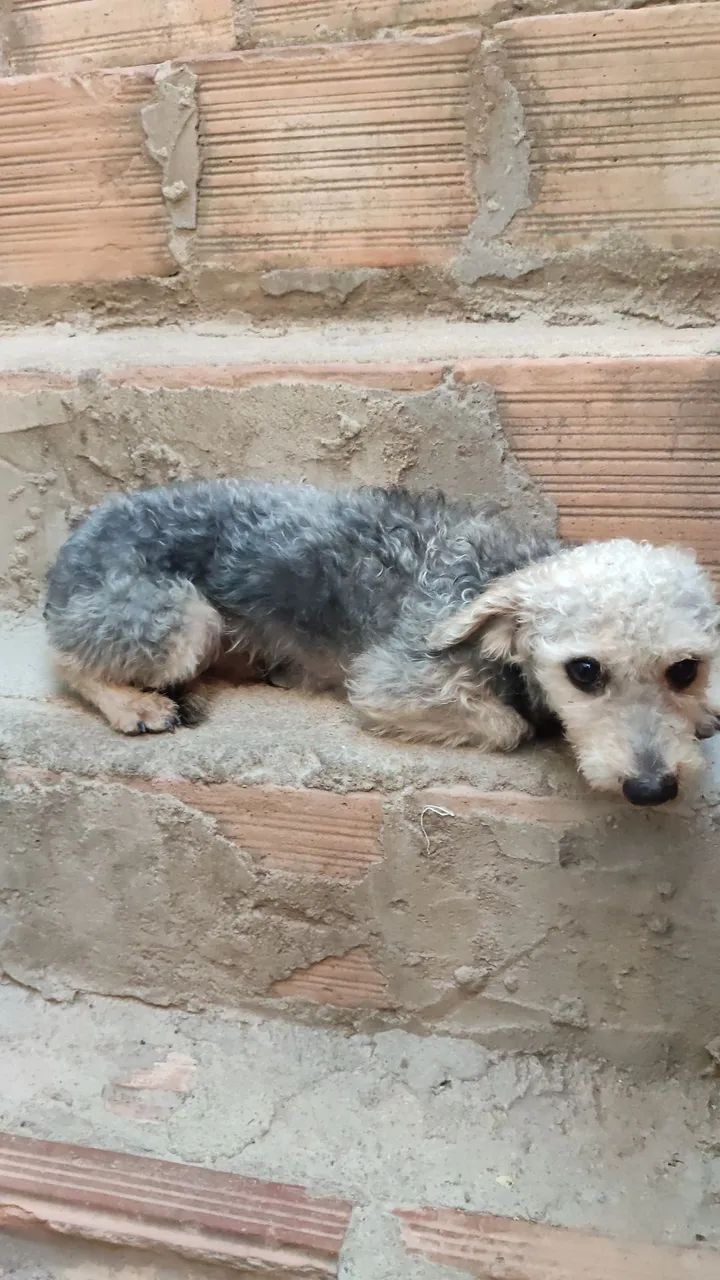 Doação de cachorro  - Foto 3