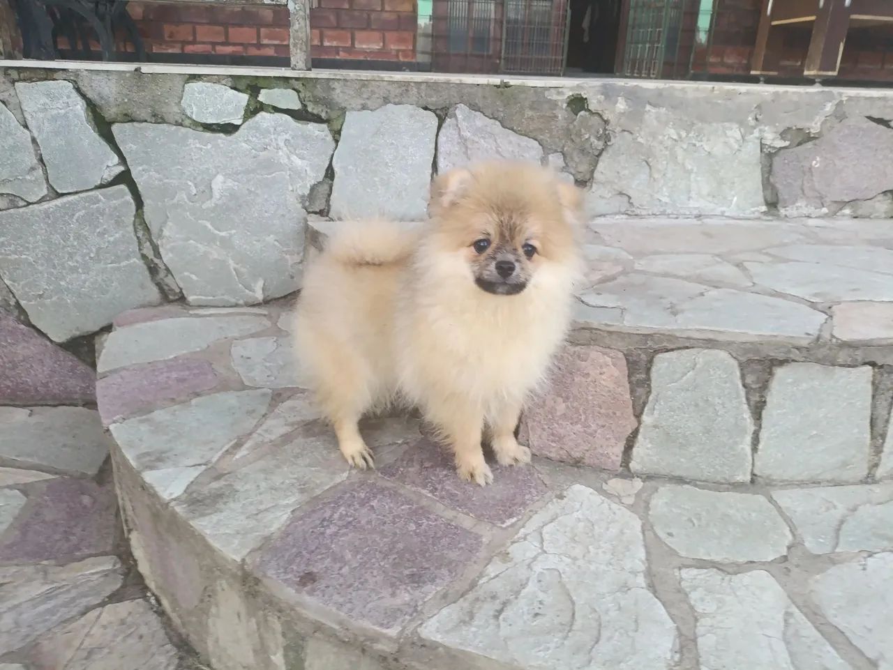 Spitz Alemão anão macho disponíveis