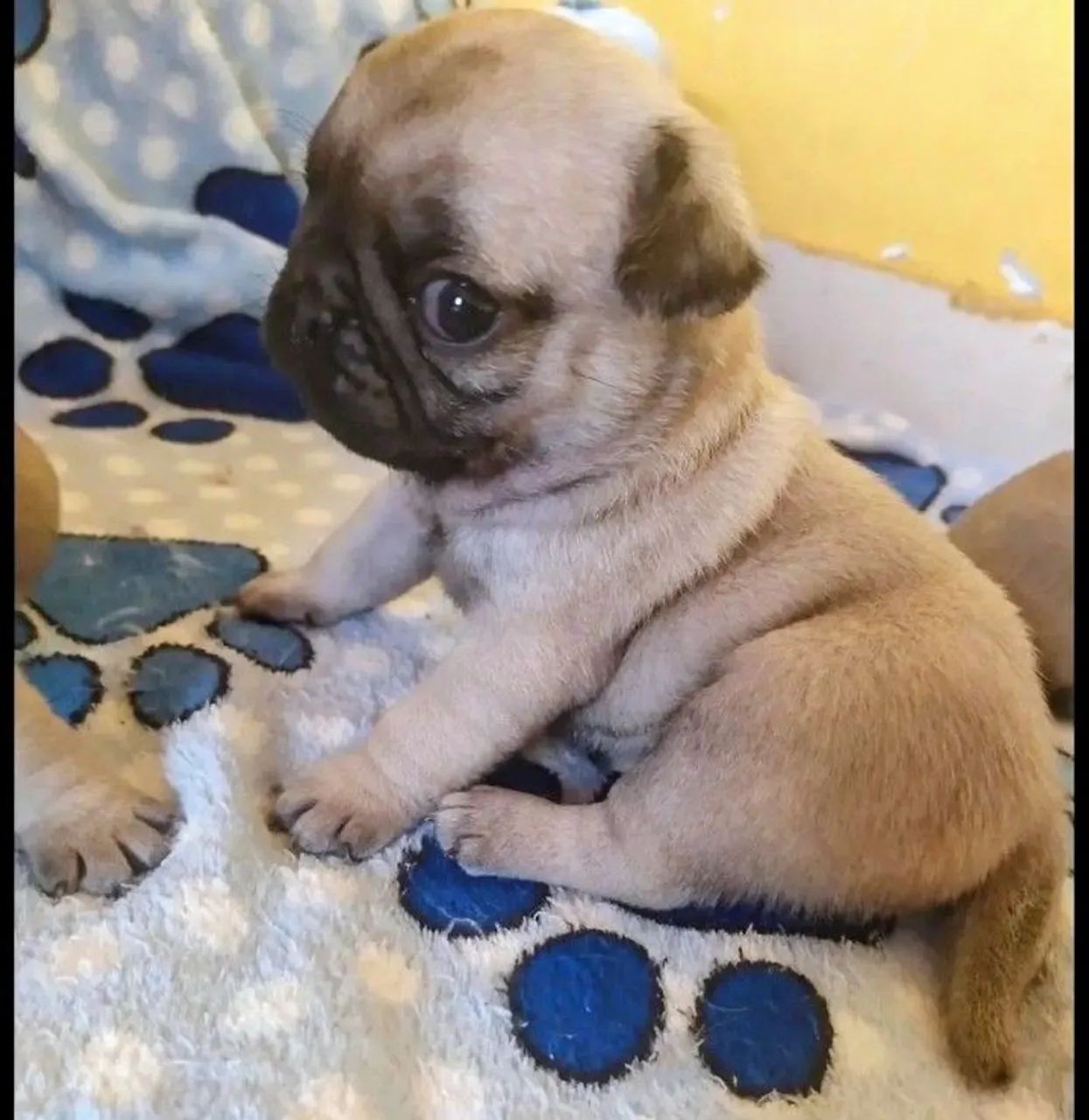 Pug - Foto 3