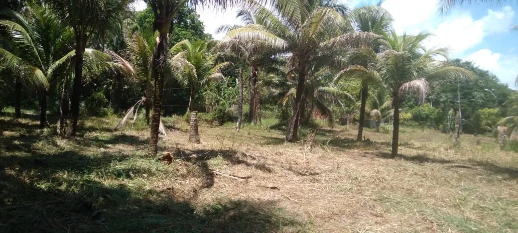 Foto - Belém - Caruara (Mosqueiro)
