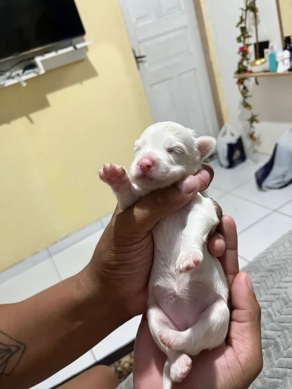 Cachorro  - Foto 3