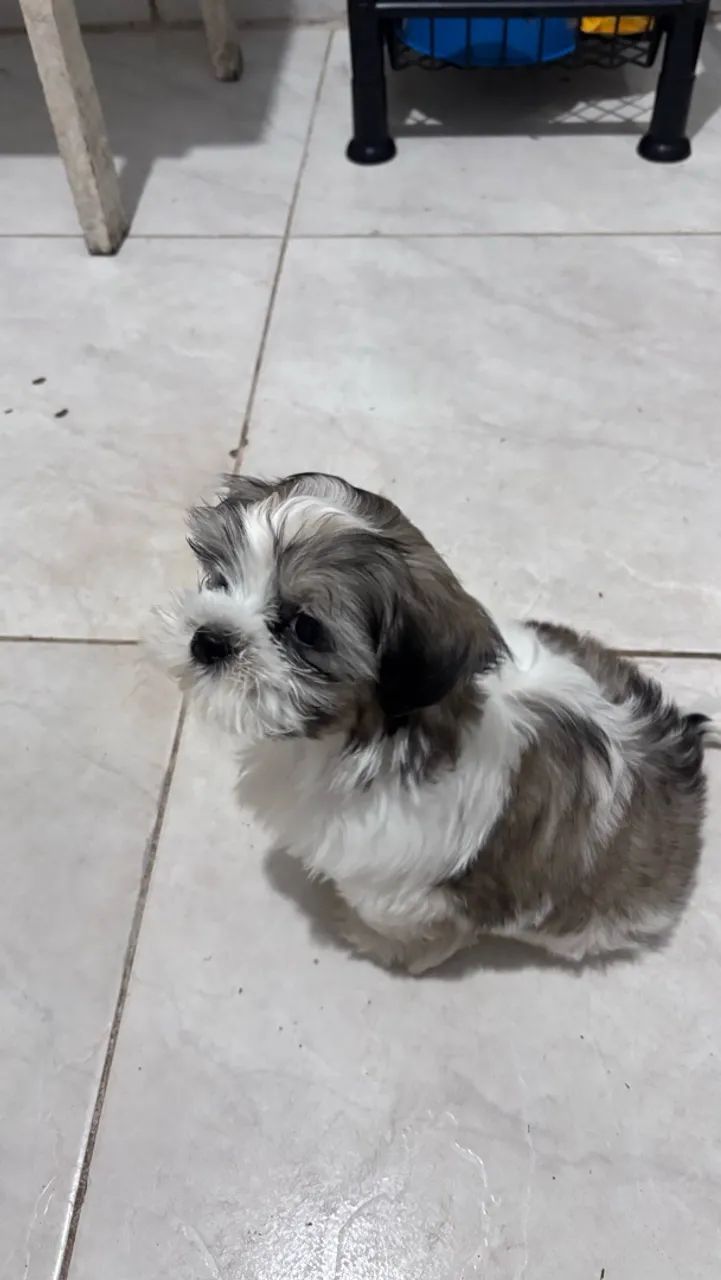 Shih tzu - Foto 3