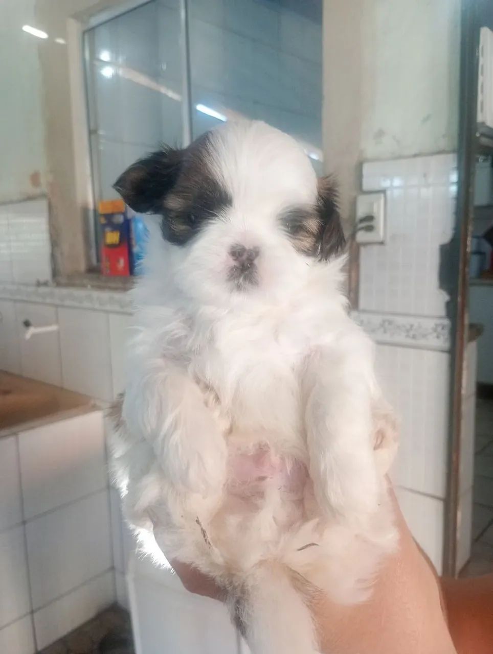Animais  - Foto 2