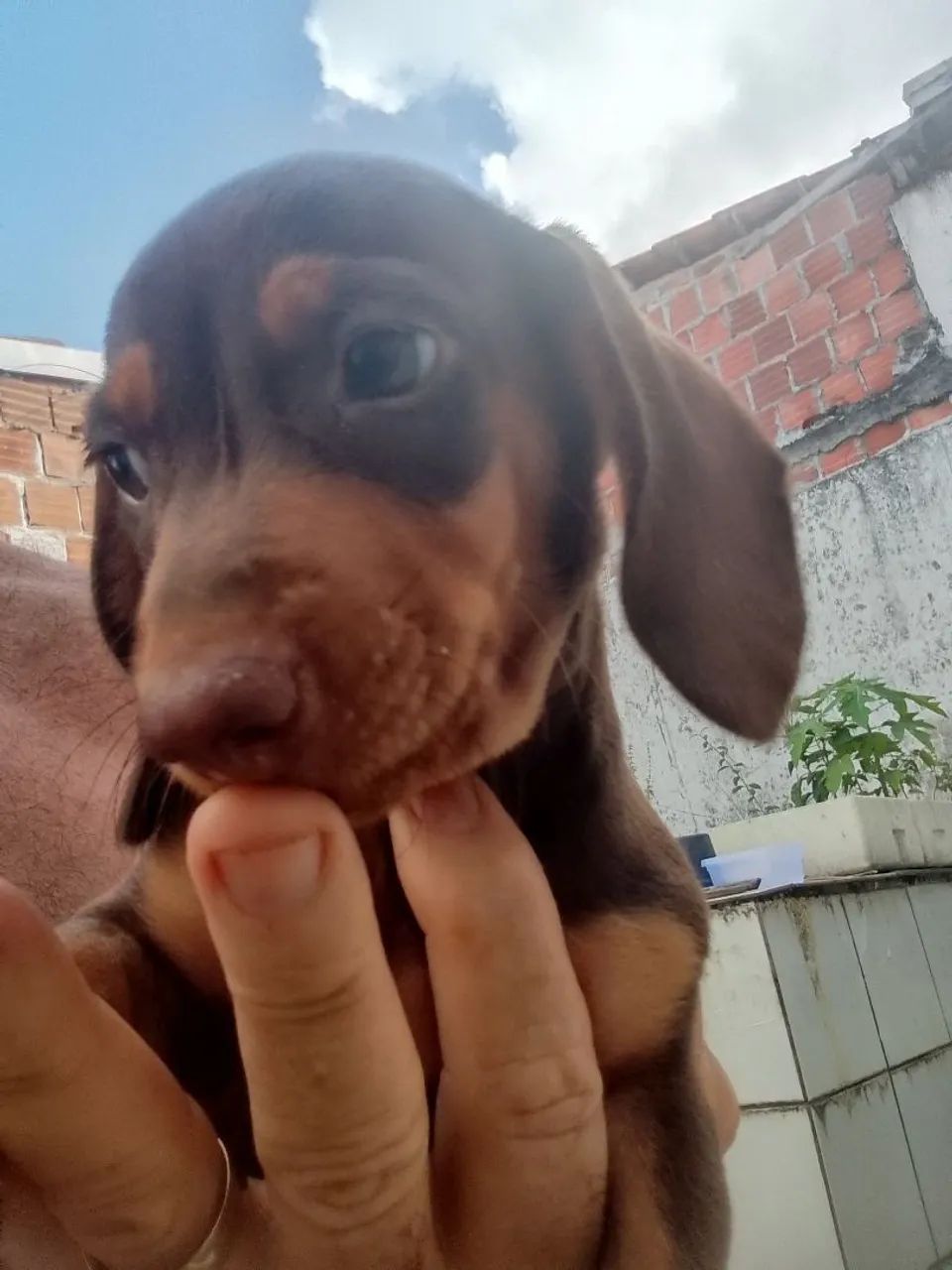Cachorros  - Foto 3