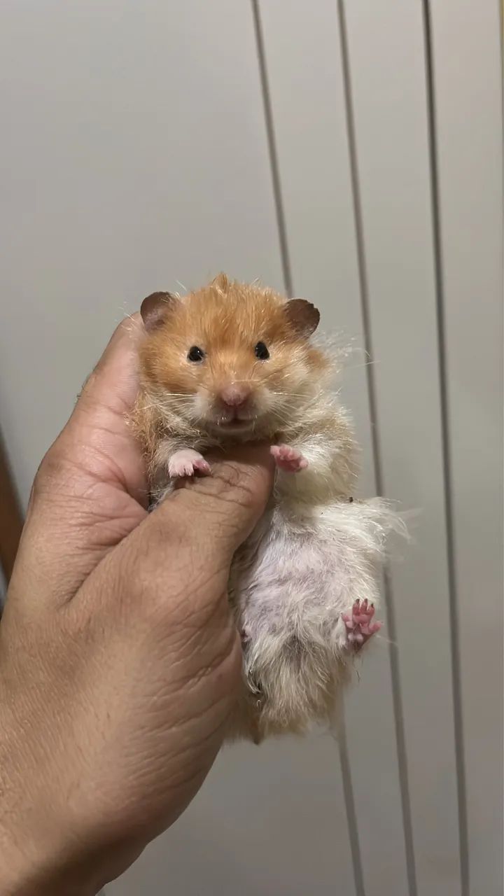 Hamster
