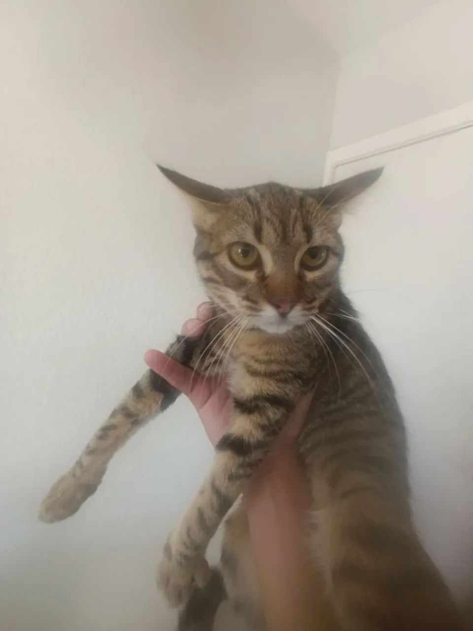 Doa-se gata super dócil  - Foto 2