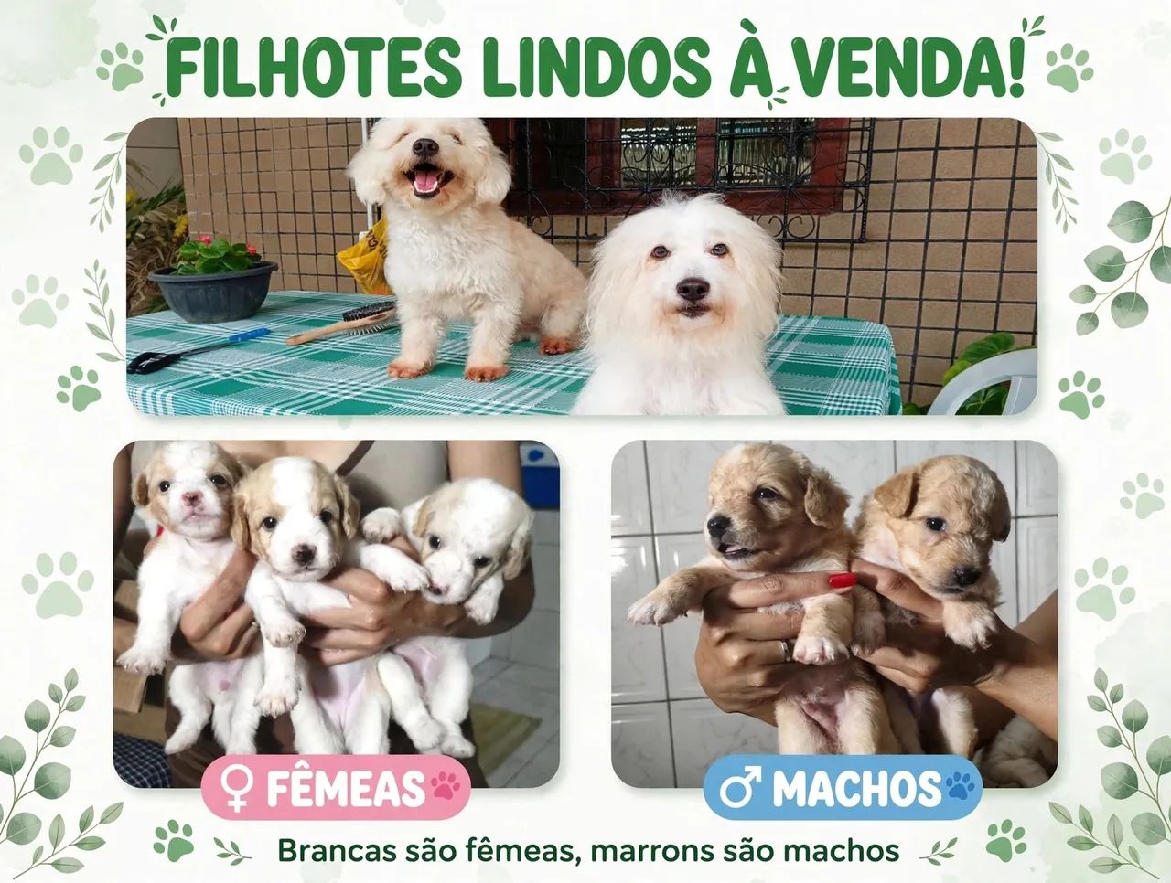 Filhote de Poodle com maltês