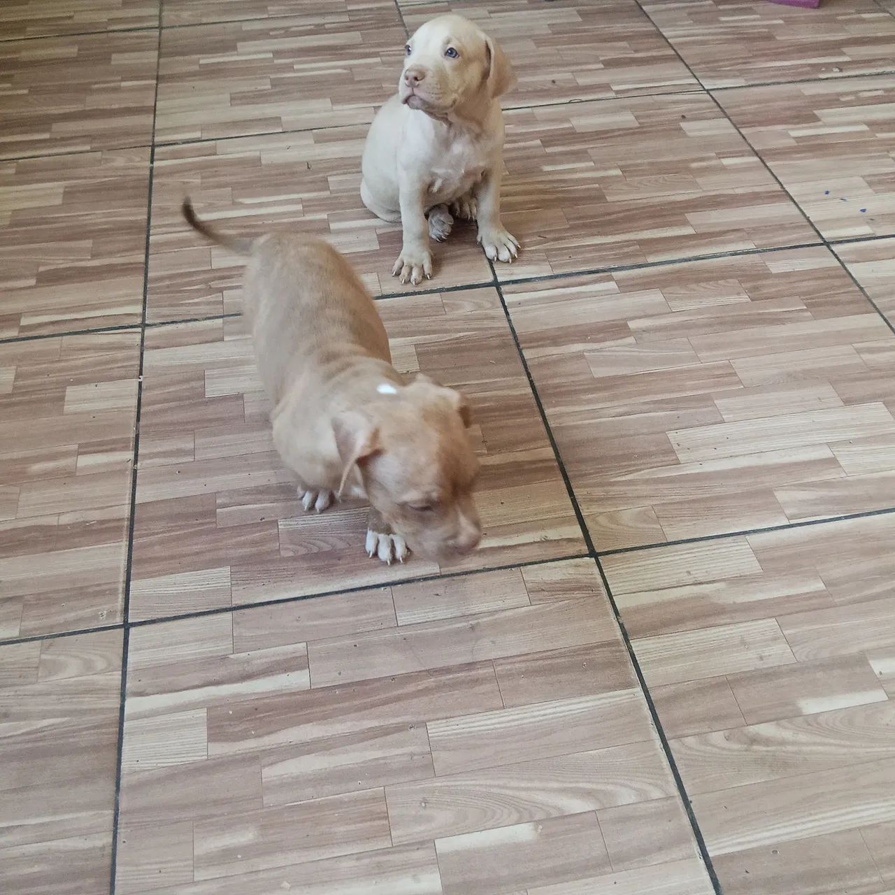 Cachorro Pitbull  - Foto 2