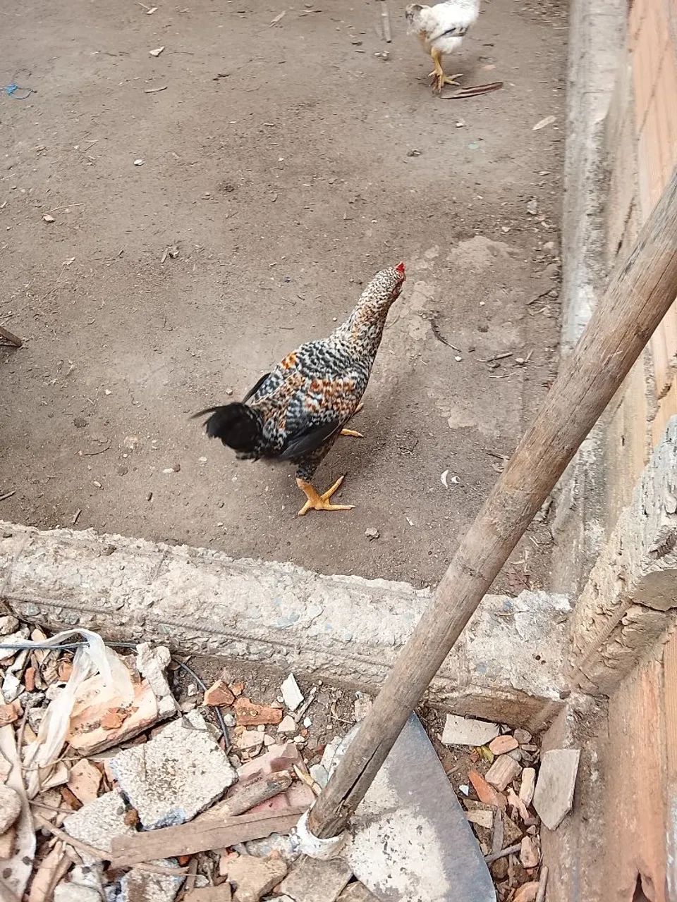Veda de galinha e frangos  - Foto 3