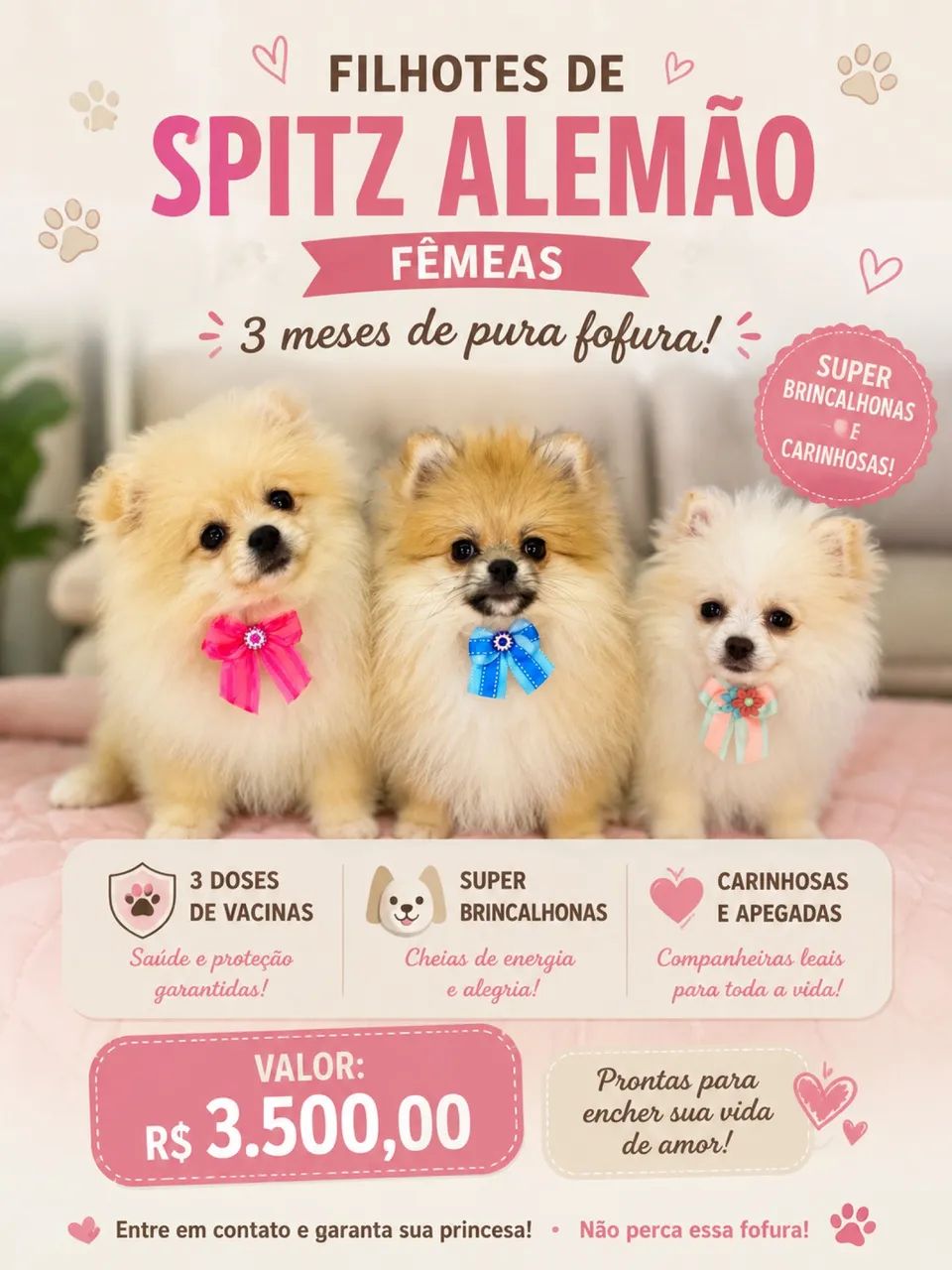 Fêmeas spitz alemão