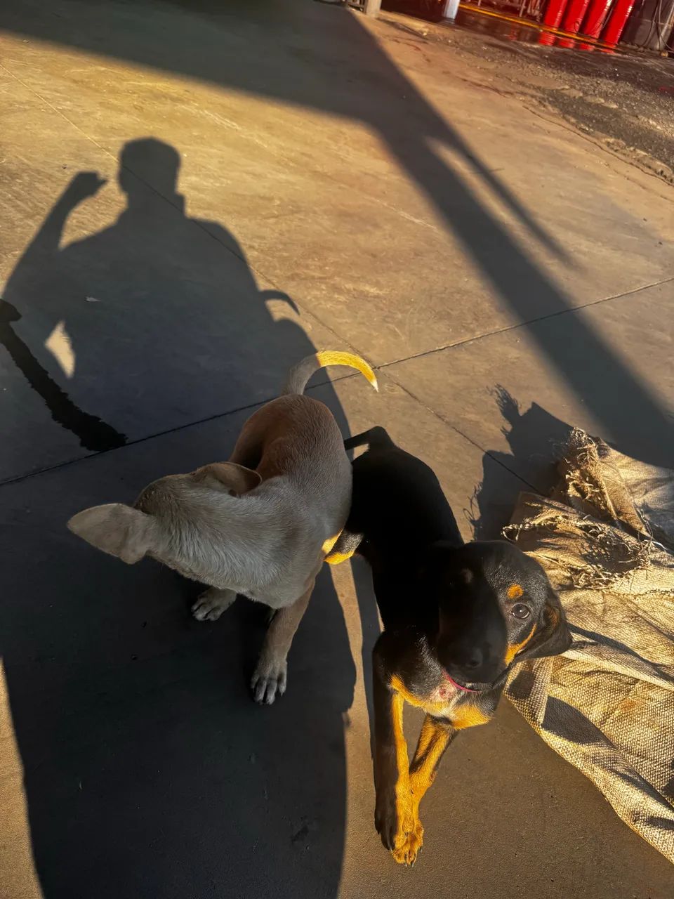 Pet - Foto 3