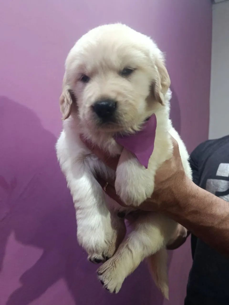 Golden Retrivier  - Foto 5