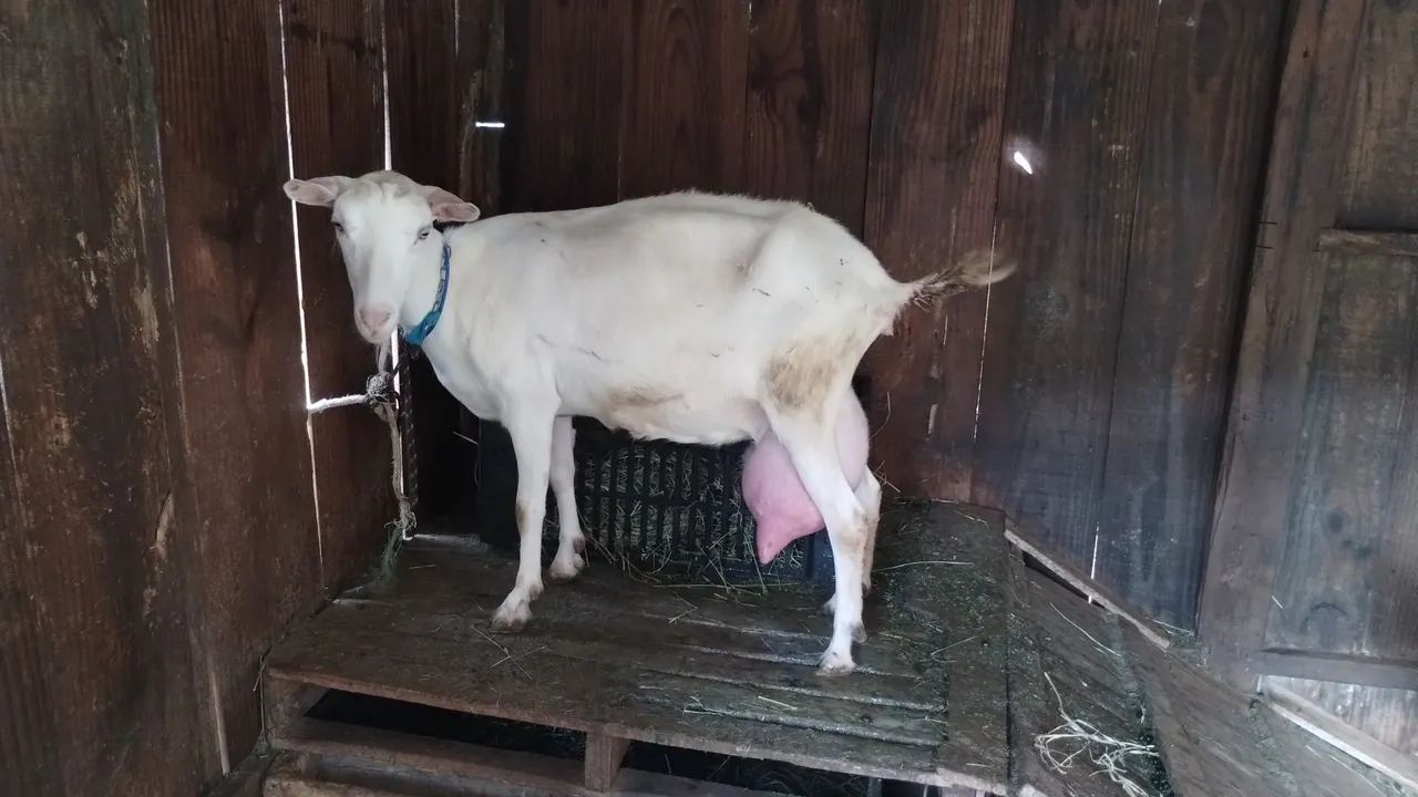 Cabra leiteira - Foto 2