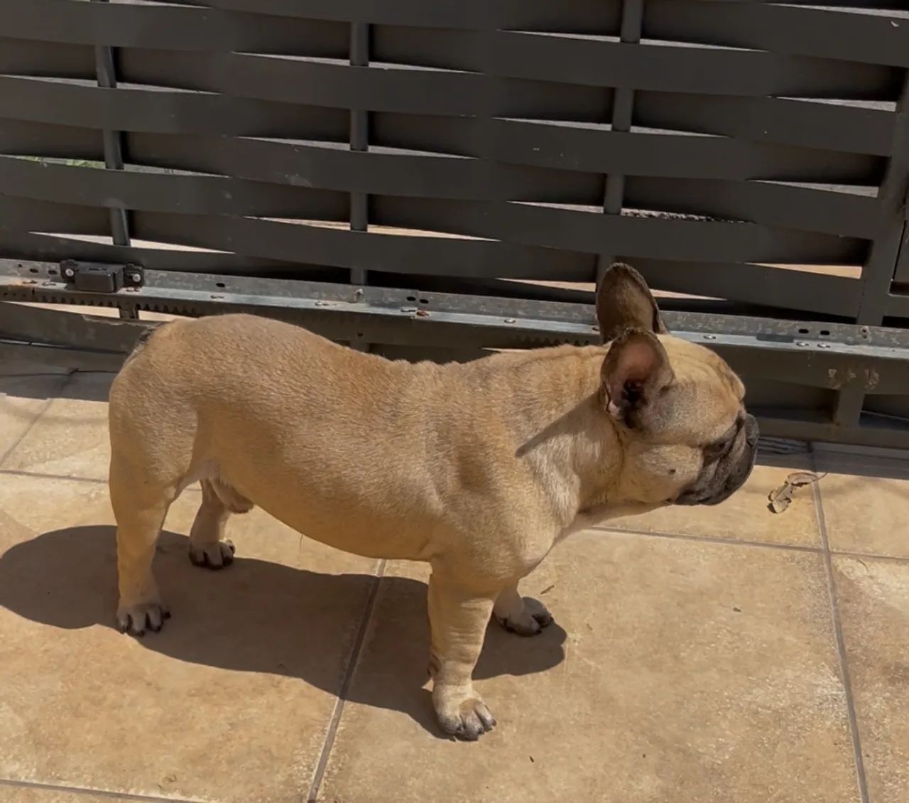 Bulldog francês Macho  - Foto 3