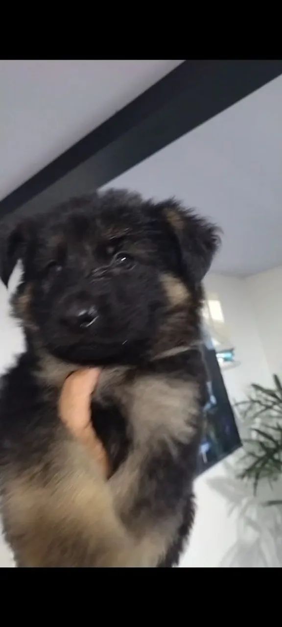 Pastor alemão capa preta - Foto 4