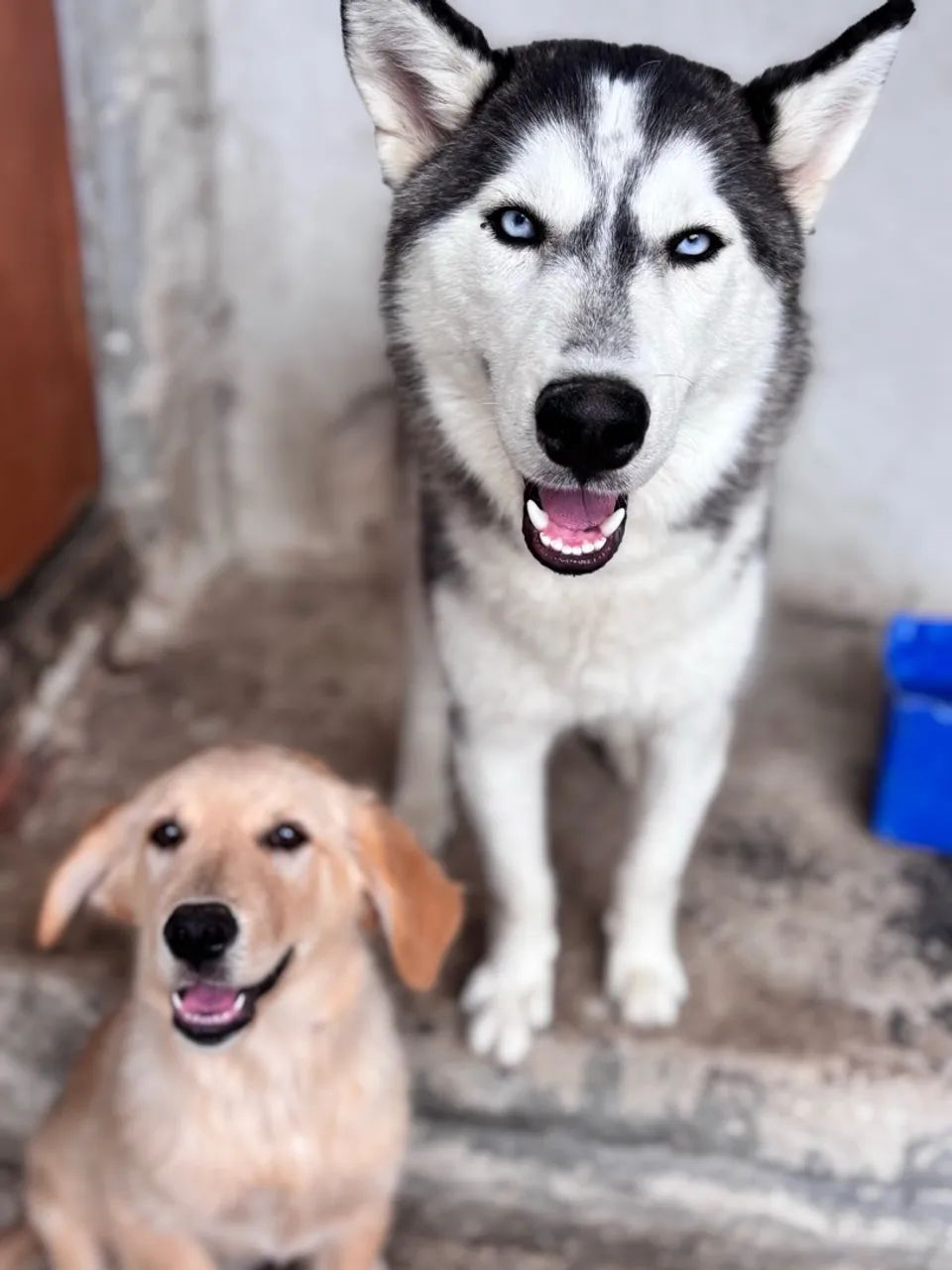 Husky - Foto 2