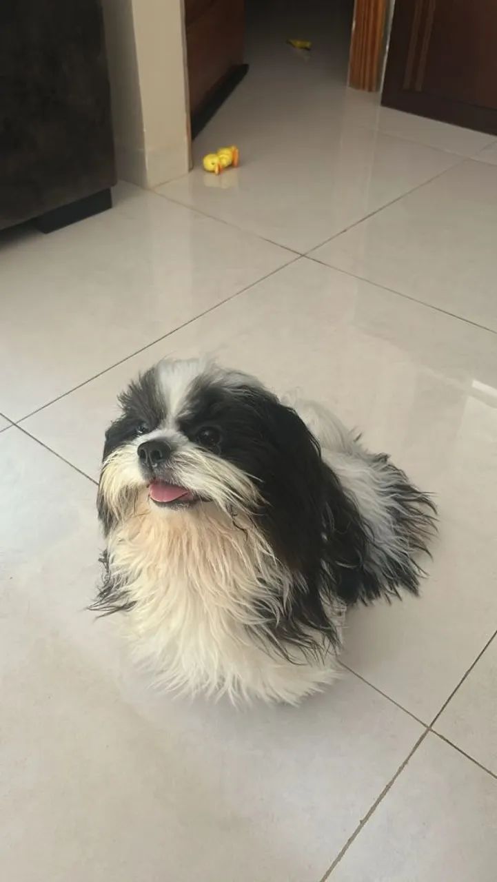cachorrinha - Foto 4