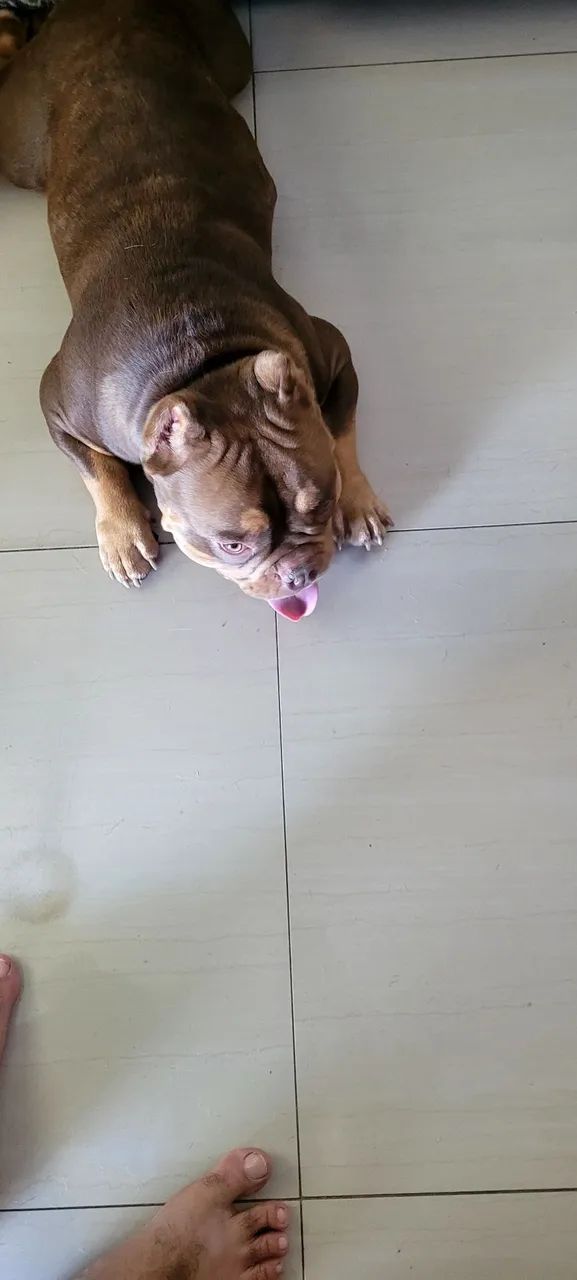 Cachorro  - Foto 4