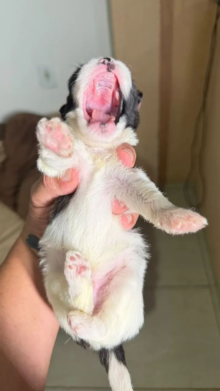 FILHOTE DE SHIHTZU  - Foto 2