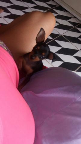 Filhote d pinscher c três meses