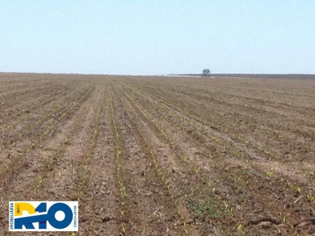 Fazenda Venda no Oeste Baiano Barreiras BA e outras Regiões Soja - Foto 3