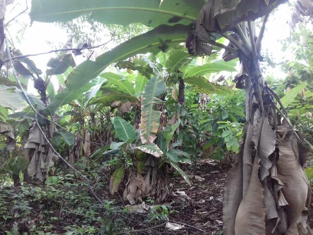 Fazenda Marau/Ubaitaba - Foto 6