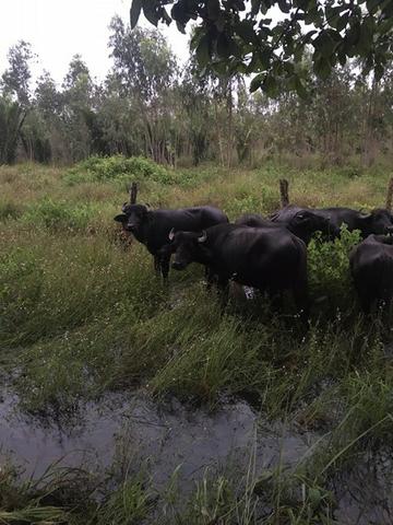 Fazenda - Foto 9