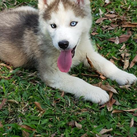 !!!!Lindíssimos Filhotes de Husky !!!! - Foto 3