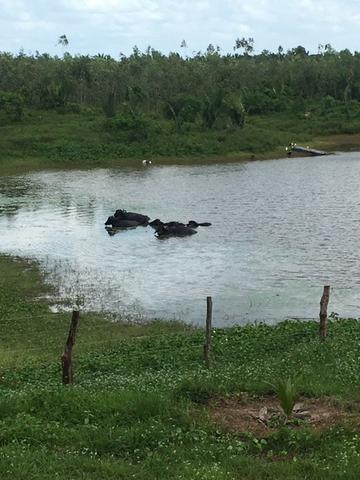 Fazenda - Foto 5