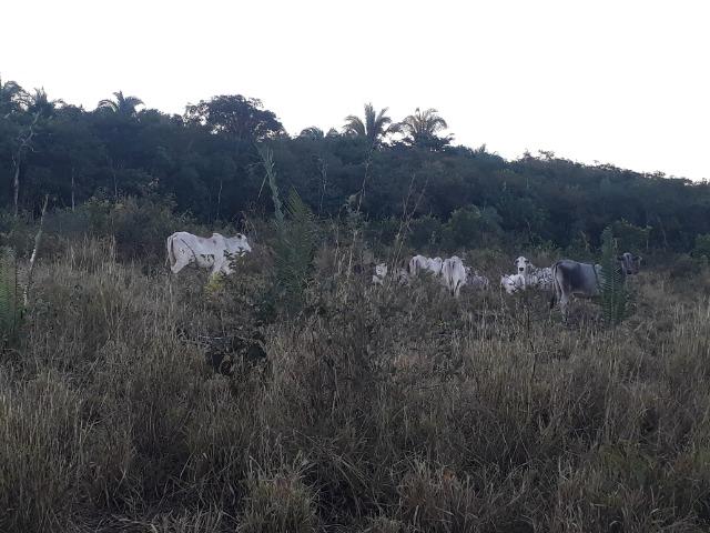 Chácara a 9 km de Acorizal com 38.2 hectares - Foto 7
