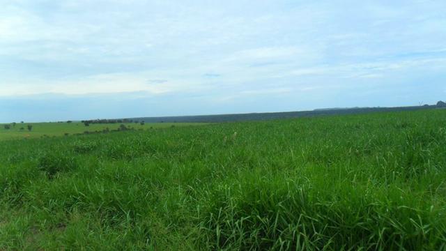 Fazenda de 67 alqueires para lavoura a venda na região de Paraúna GO - Foto 8