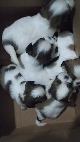 Filhotes SHIH TZU - Foto 3