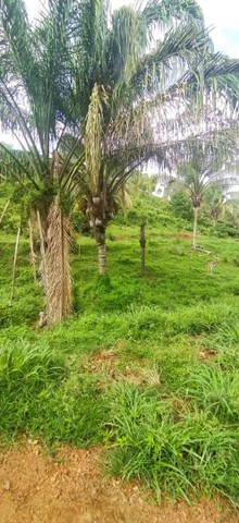 Fazenda em Aparecida do Rio Negro. 67 mil o alqueire. - Foto 2