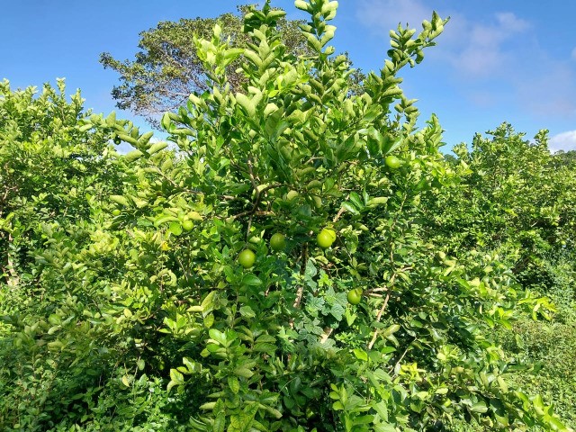 Arrendamento - Fazenda com 20 ha, Una-BA - Foto 4