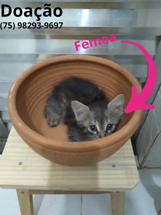 Gatinha Fofa para Adoção