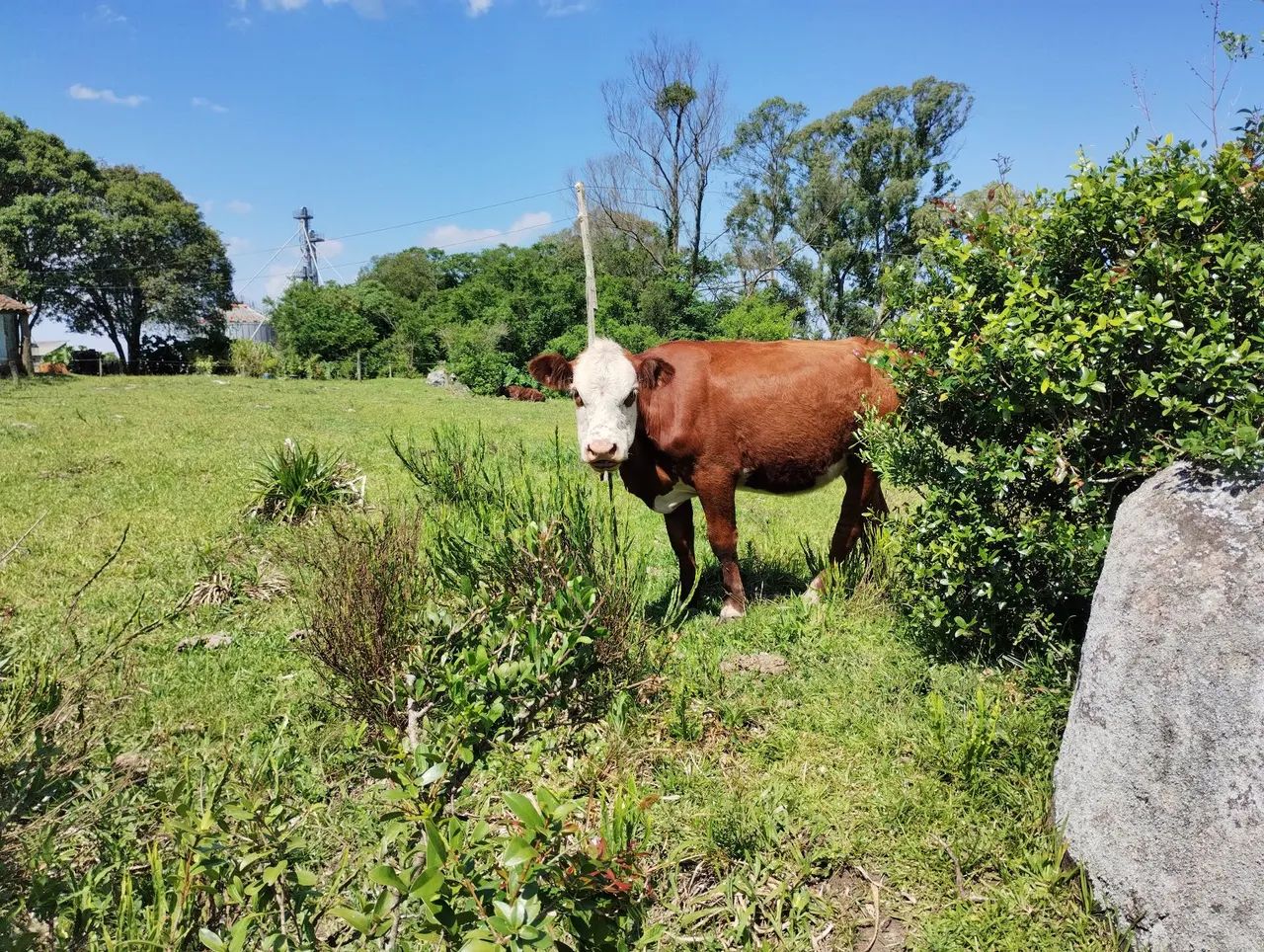 Venda de animais  - Foto 5