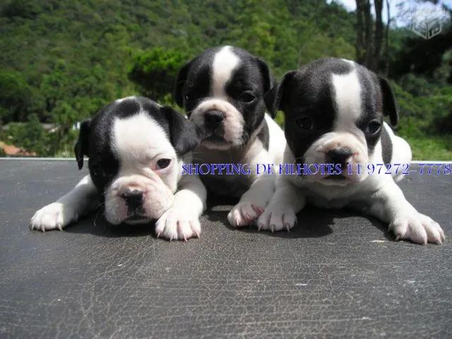 Bulldog Francês - entre em contato e leve pra casa hoje mesmo! Ralyson AllPups  - Foto 2