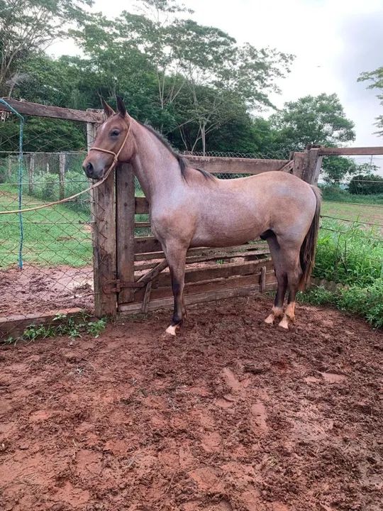 Potro Quarto rosilho 