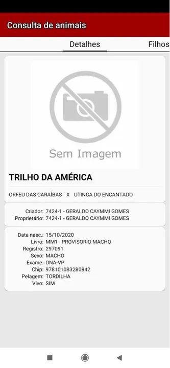 Cavalo Mangalarga marchador macha picada  - Foto 5